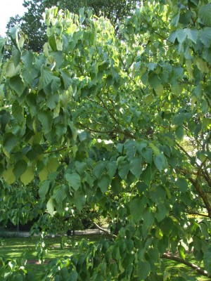 DSCF0138.JPG