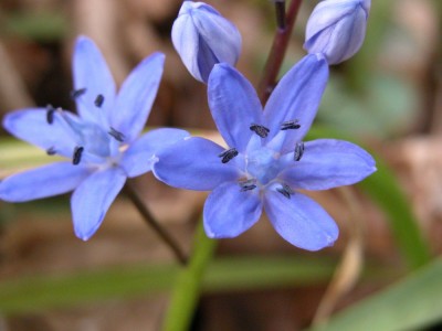 12-03-20-scilla-bifolia.JPG