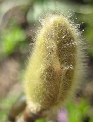 Bild green24 3 613.jpg