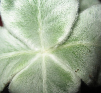 Bild green24 3 528.jpg