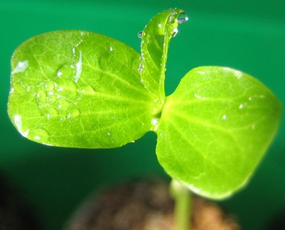 Bild green24 3 662.jpg