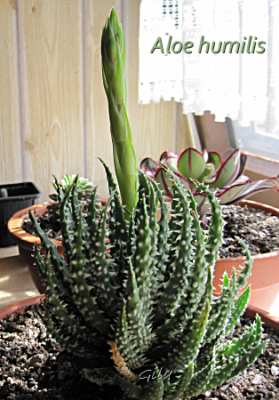gila_aloehumilis01.png