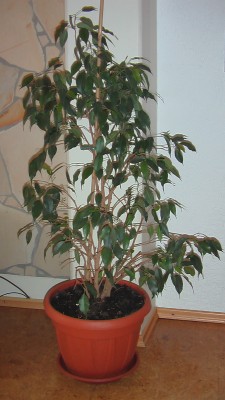 IMGA0893.JPG