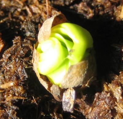 Bild green24 3 660.jpg