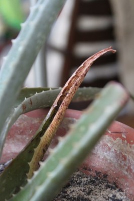 Aloe wird ganz braun und matschig · Pflanzenkrankheiten & Schädlinge ·  GREEN24 Pflanzen & Garten Forum