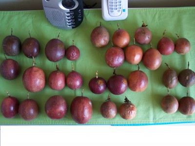 passion fruit 005klein.jpg