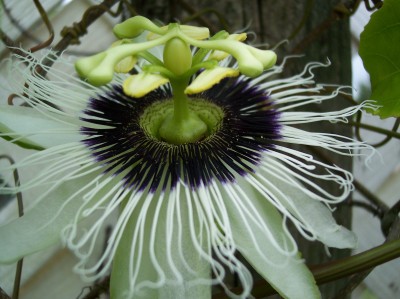 passiflora kl.jpg