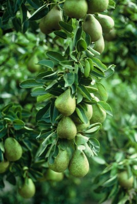 Ernte-der-Früchte_2689.jpg