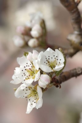 Blüten-Bildung_2689.jpg