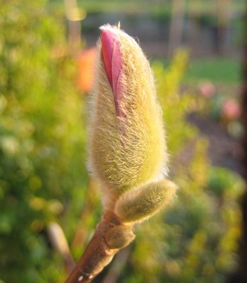 Bild green24 3 671.jpg