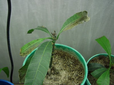 mango 3.JPG