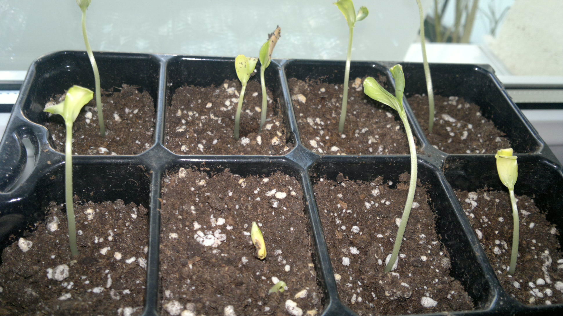 melonen pflänzchen hilfe ! · Samen & Anzucht & Vermehrung · GREEN24  Pflanzen & Garten Forum