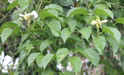 171. Pflanze, IMG_8407.JPG