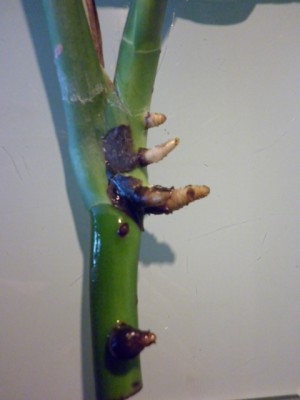 Meine Vermehrungspflanzen 002.JPG