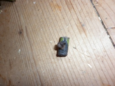 Kranke Monstera 003.JPG