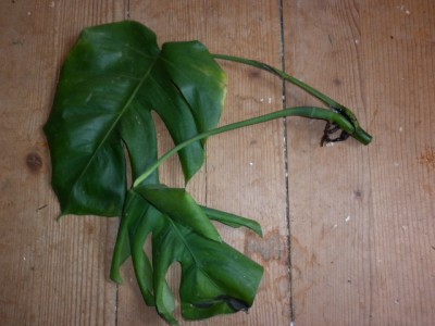 Kranke Monstera 001.JPG