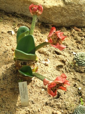 DSCF0172.JPG