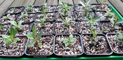 Adenium_2011_pikiert.jpg
