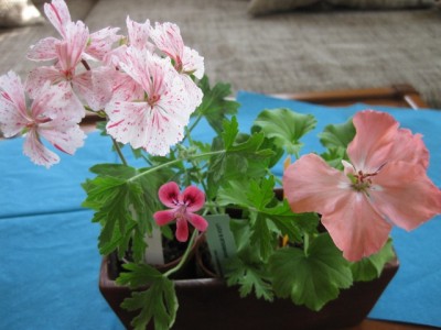 IMG_3646 (640x480).jpg