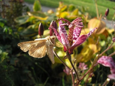 Tricytris mit falter okt.06.jpg