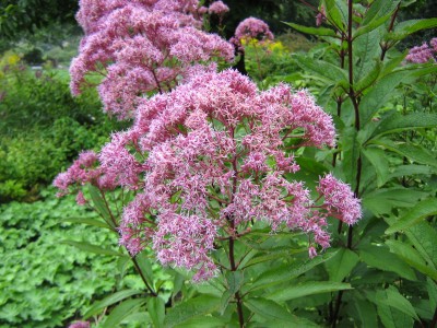04 IMG_2613.JPG