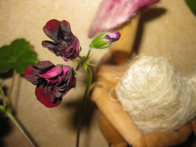 IMG_3651 (640x480).jpg