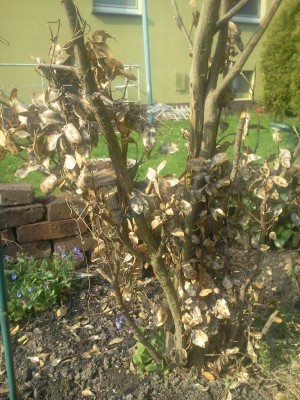 Euonymus geschnitten.jpg