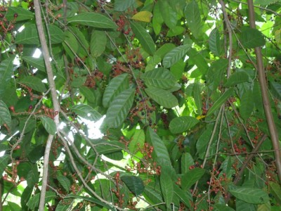 128. Baum, DSC02759.JPG
