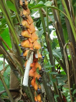 8. Heliconia, DSC02737.JPG