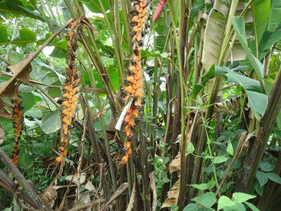 8. Heliconia, DSC02735.JPG