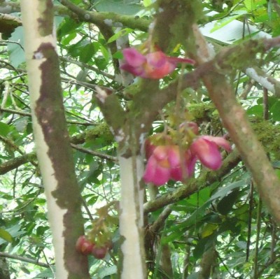 172. Pflanze, DSC02726.JPG