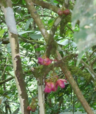 172. Pflanze, DSC02725.JPG