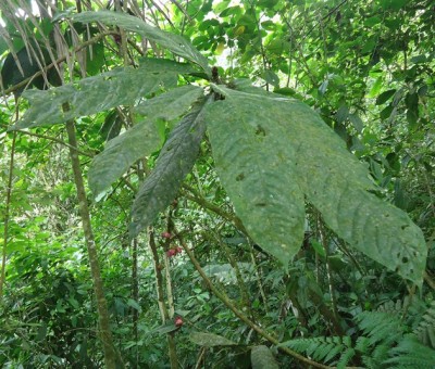 172. Pflanze, DSC02721.JPG