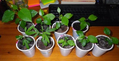 Funny_seedlings_022012.JPG