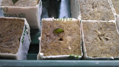 IMAG0179.jpg