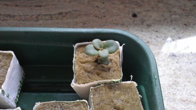 IMAG0178.jpg