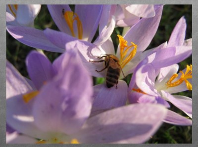 Bienenkrokus.jpg