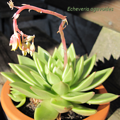 gila_eche_agavoides01.png