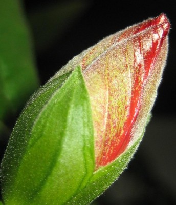 Bild green24 3 618.jpg