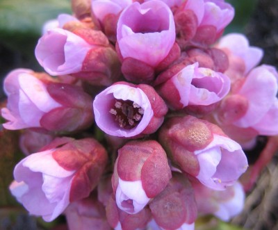 Bild green24 3 679.jpg