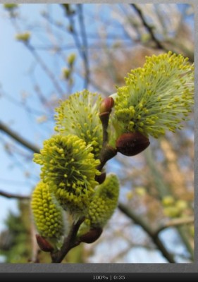 Weidenkätzchen.jpg