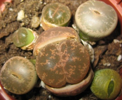 Bild green24 3 690.jpg