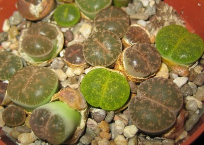 Bild green24 3 689.jpg