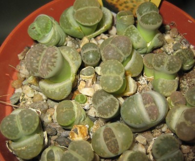Bild green24 3 688.jpg
