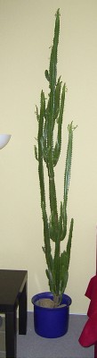 Bild 204.jpg