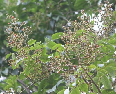 131. Baum, IMG_8482.JPG