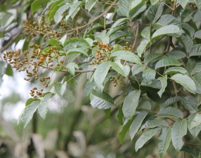 131. Baum, IMG_8481.JPG