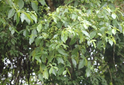 132. Baum, IMG_8486.JPG