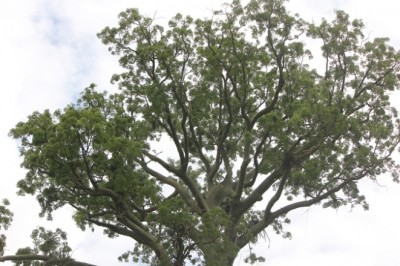 134. Baum, IMG_8508.JPG