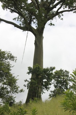 134. Baum, IMG_8509.JPG